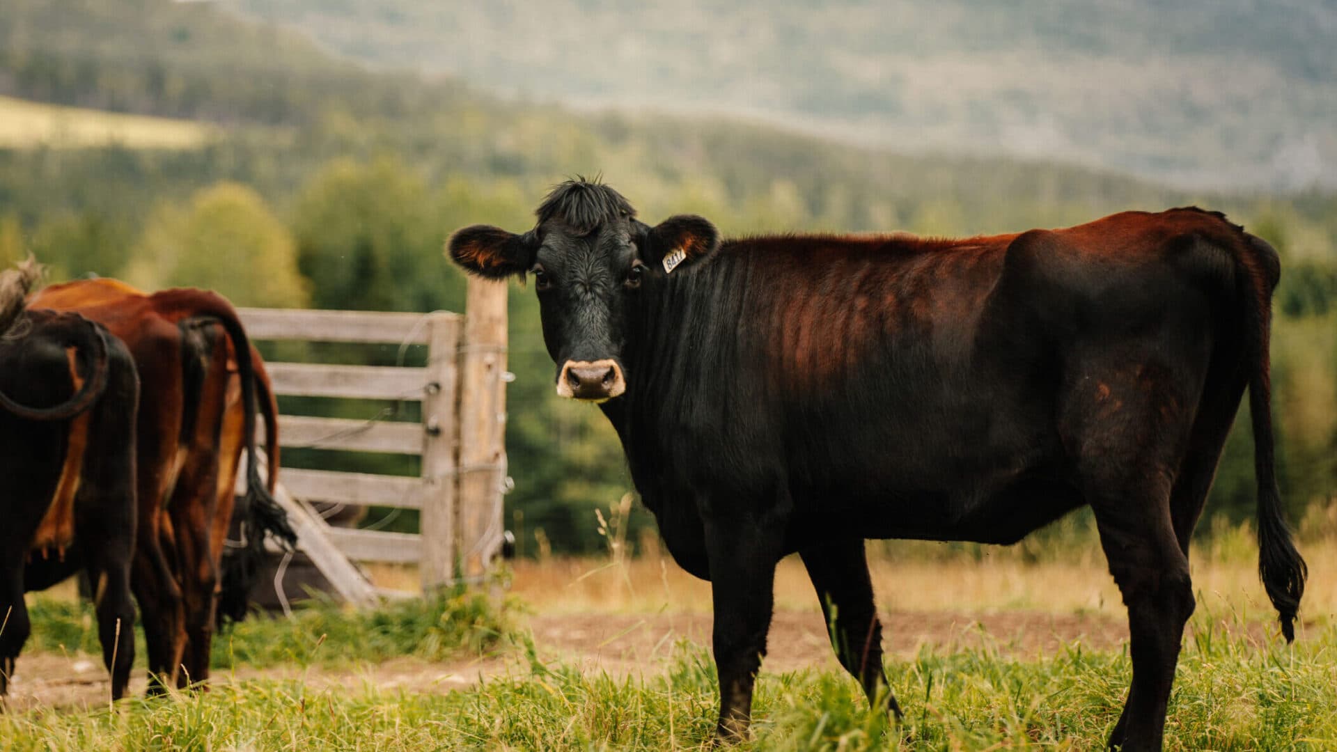 Cow-Calf vs Stocker vs Feedlot: Choosing Cattle Software for Your Operation Type