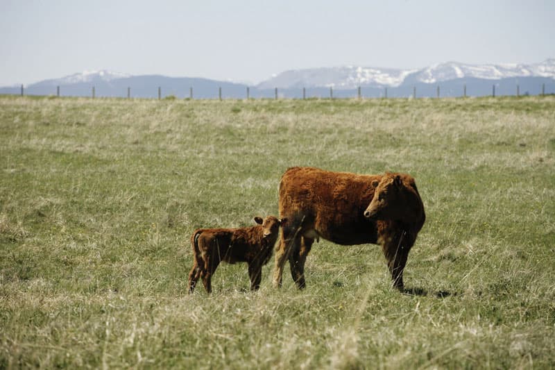 Why Offline Capability Is Non-Negotiable in Cattle Management Software
