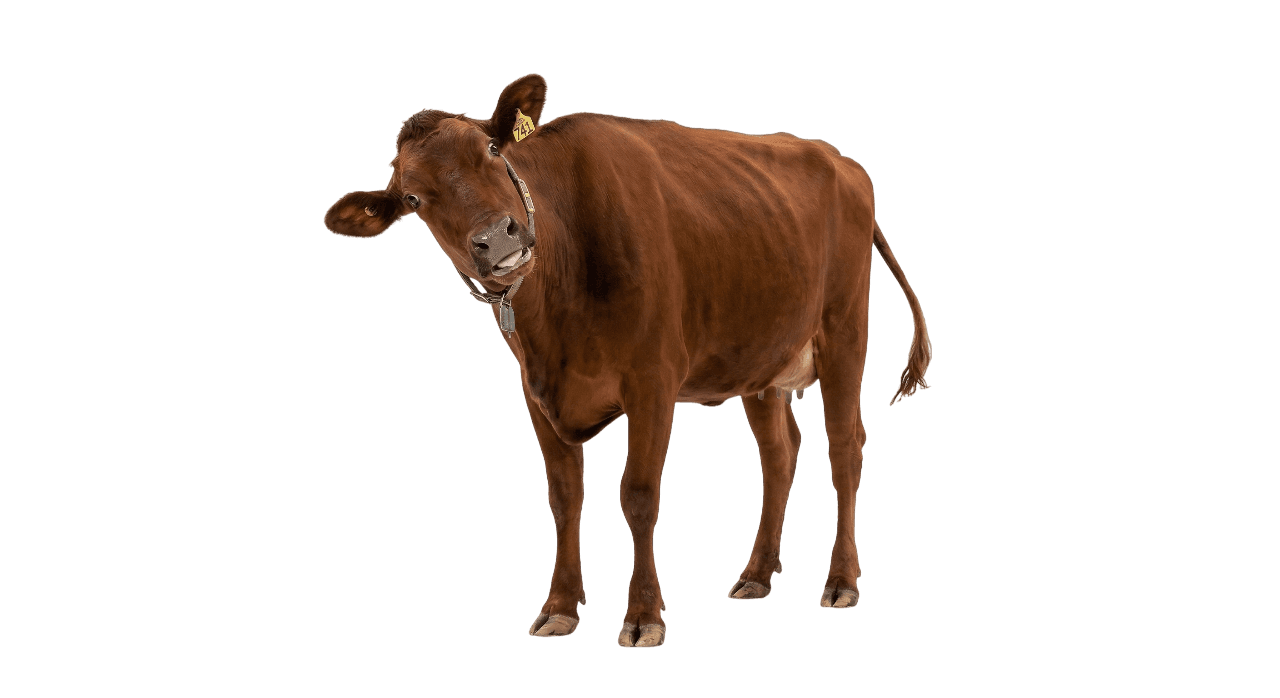 EID Tags and Traceability: What the USDA Rules Mean for Your Cattle Records