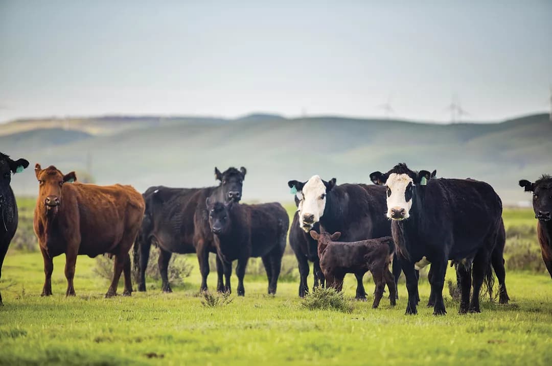 Where Did Those Cattle Go? Fixing Inventory Reconciliation for Good