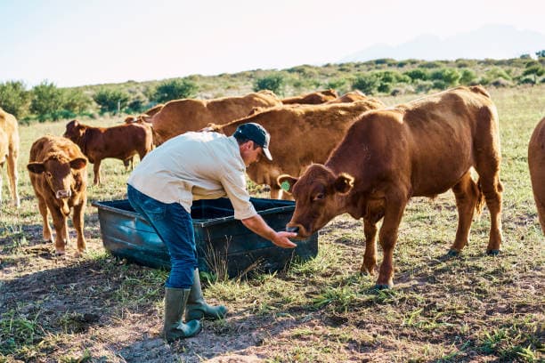 Operator working with cattle