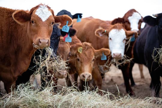 Calving Season Record Keeping: What to Track and Why It Pays Next Year
