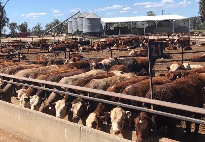 How to Read a Feedlot Close-Out (and Catch Problems Before the Next One)