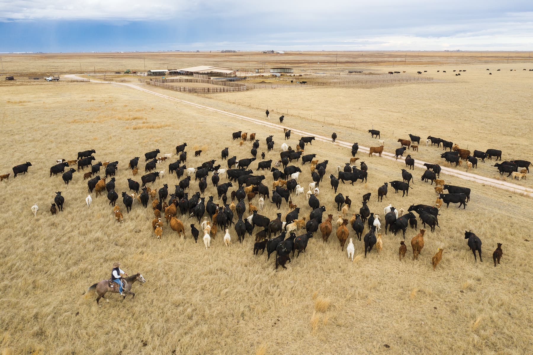 Aerial view of rancher on horseback herding cattle on open range